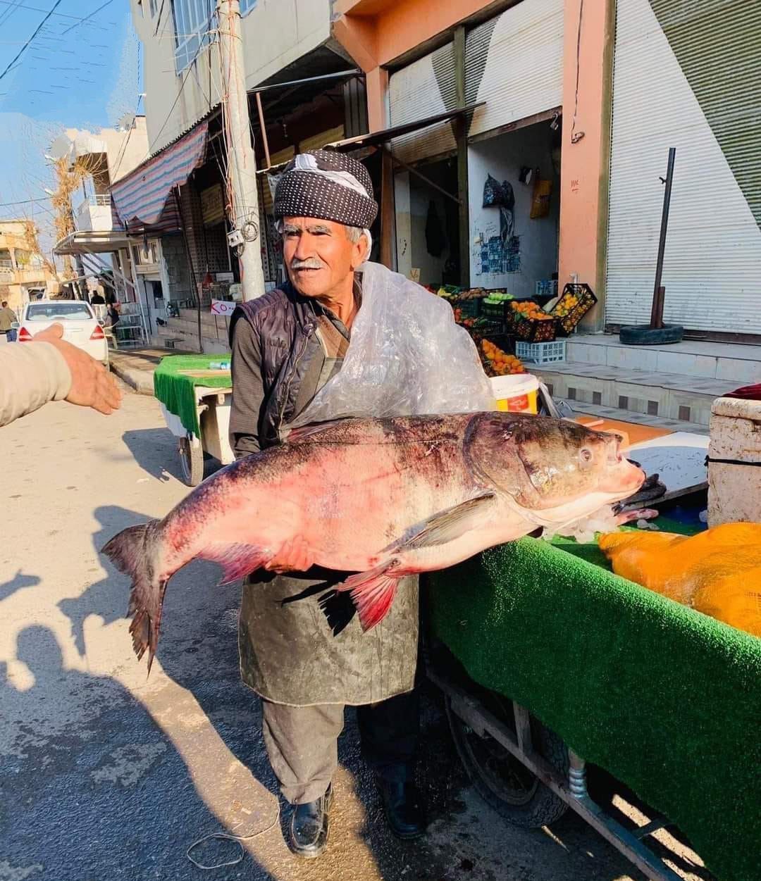 صید ماهی ۴۲کیلویی در رودخانه سیروان