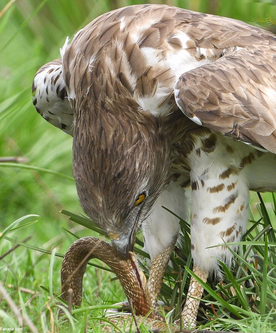 یک عقاب در مبارزه‌ای مرگبار با یک مار کبری سمی