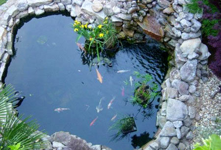 طراحی حوض و نحوه نگهداری از ماهی ها(خبرفوری)