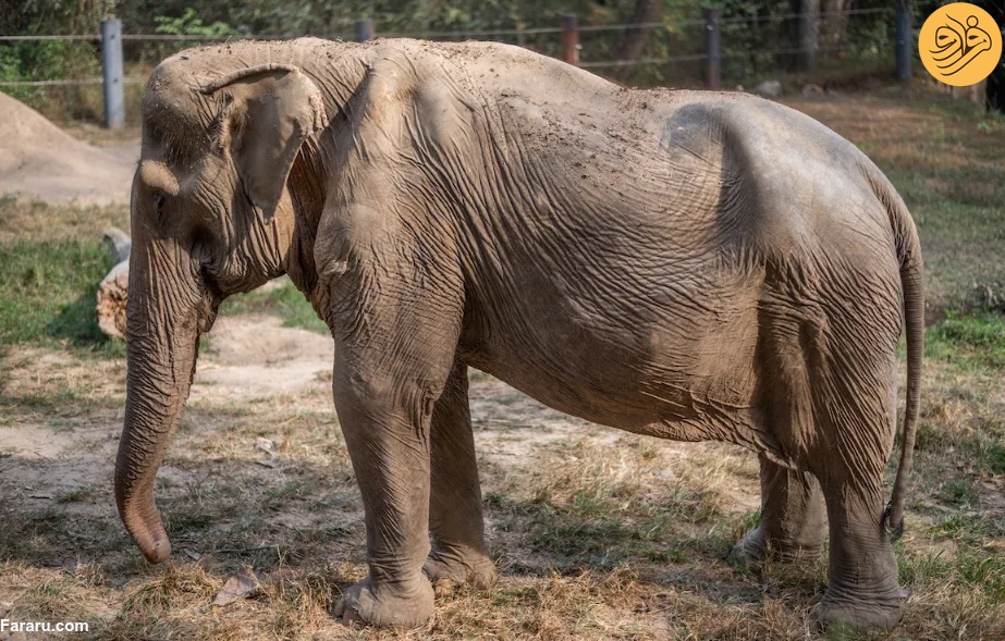 تصاویری دلخراش از فیل ۷۱ساله