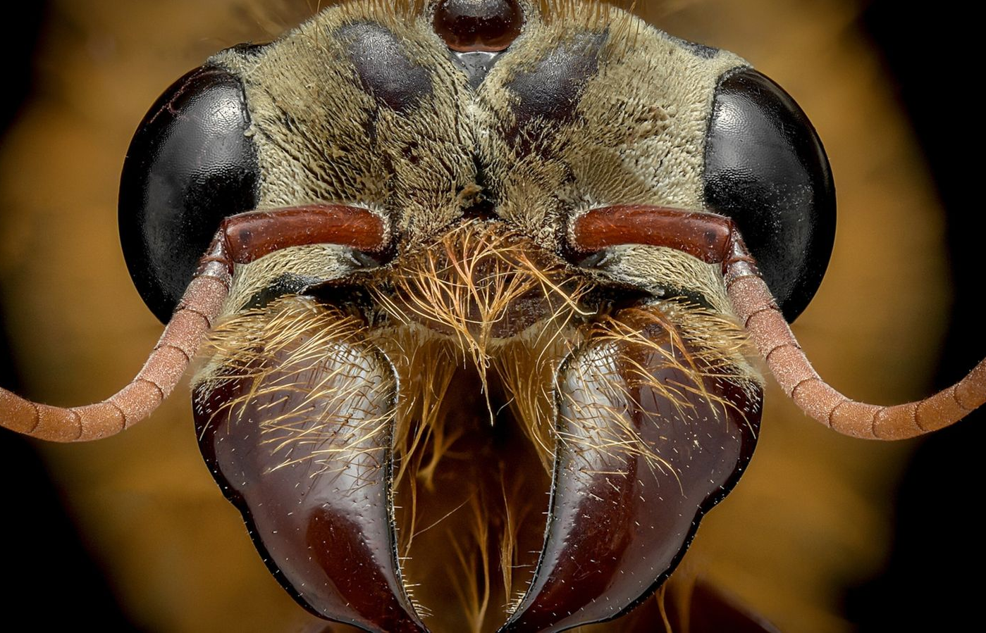 عکس‌هایی خارق‌العاده و هیولاوار از صورت مورچه‌ها(برترینها)