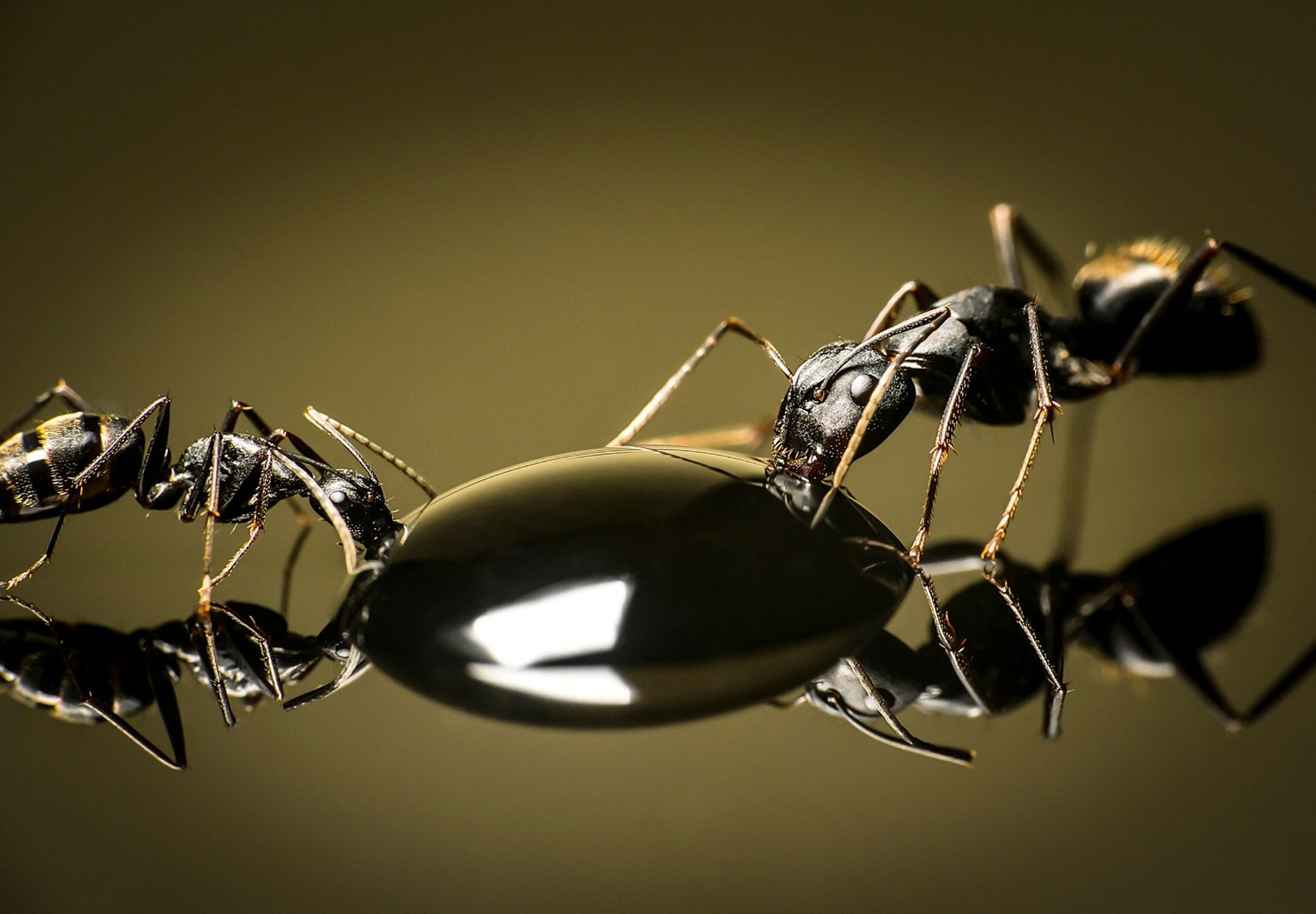 عکس‌هایی خارق‌العاده و هیولاوار از صورت مورچه‌ها(برترینها)