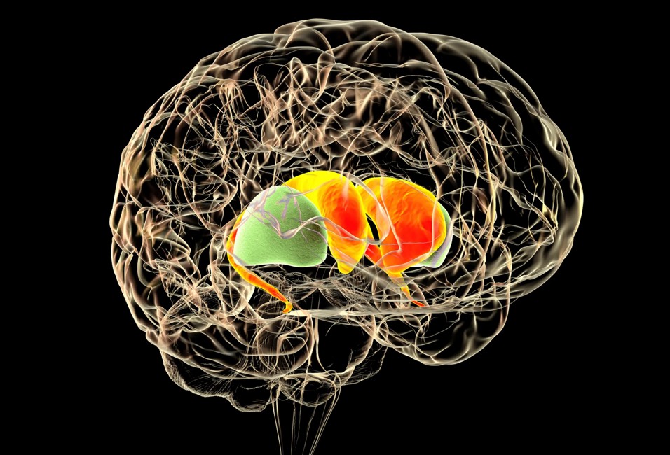 یافته جدید در مورد مدارهای مغزی، راه جدیدی برای درمان اعتیاد باز می‌کند