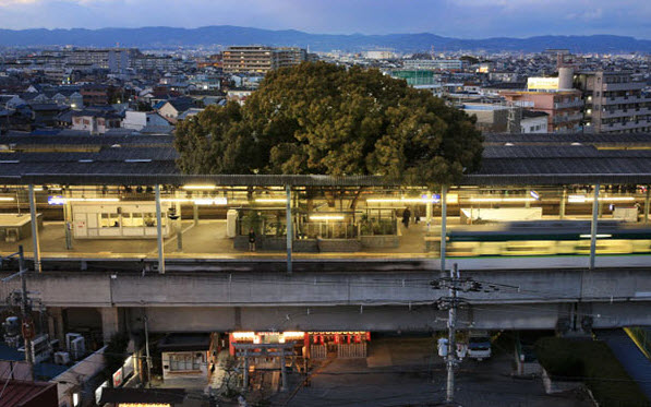 همزیستی مسالمت‌آمیز ایستگاه قطار ژاپن و درخت ۷۰۰ ساله(یک پزشک)