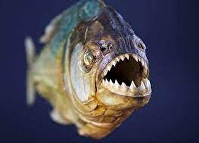 قدرت باورنکردنی دندان‌های ماهی گوشتخوار