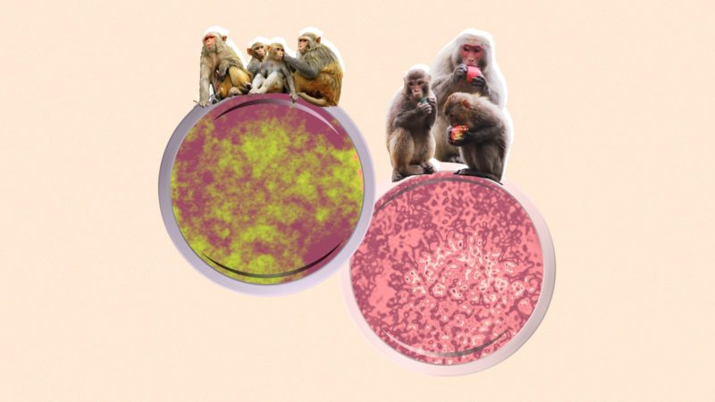 آبله میمونی یا ویروس میمون B؛ هر آنچه باید در مورد این ویروس جایگزین کرونا بدانیم!