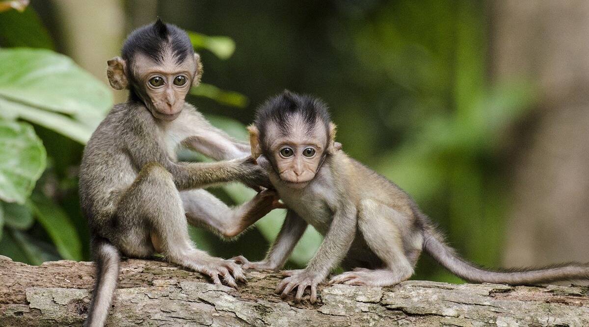 آبله میمونی یا ویروس میمون B؛ هر آنچه باید در مورد این ویروس جایگزین کرونا بدانیم!