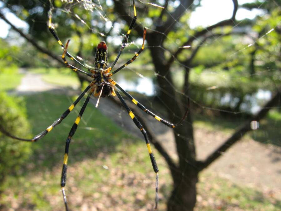 عنکبوتی غول پیکر که تارهایی طلایی می‌تند