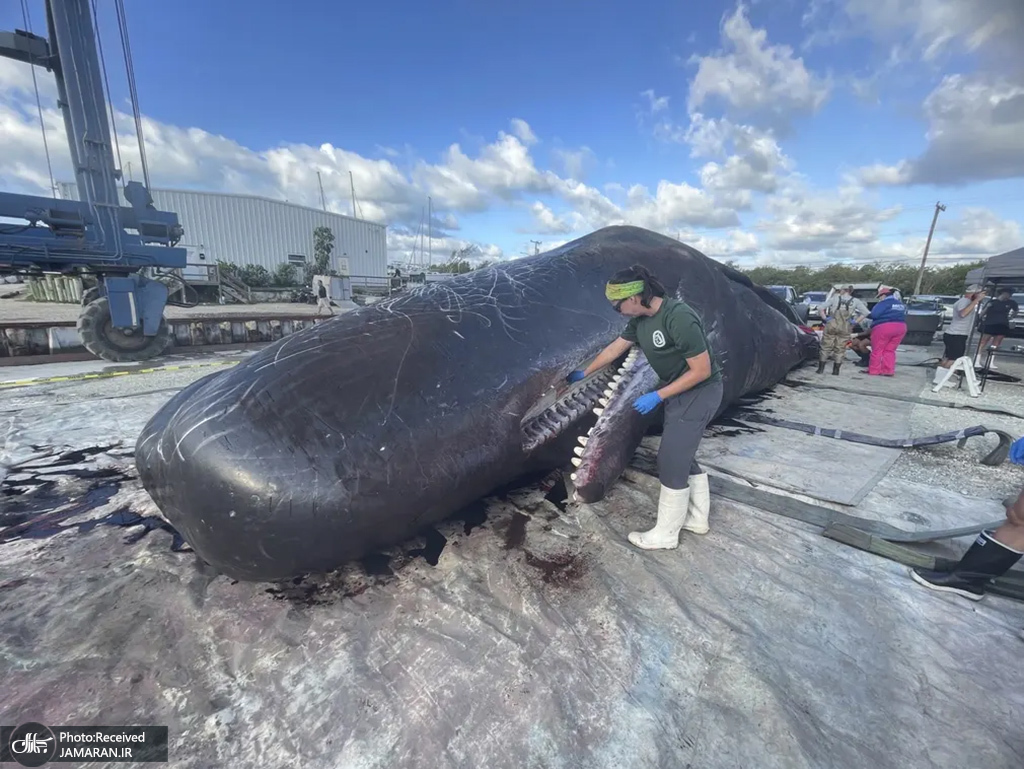 مرگ نهنگ غول پیکر در فلوریدا