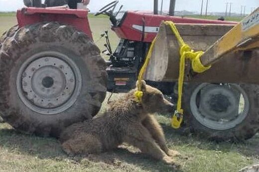 آمار تکان‌دهنده از کشتار خرس‌ها در ایران