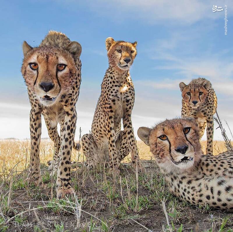 عکس دست‌جمعی جالب یوزپلنگ‌ها