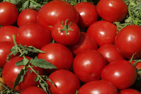 نخستین گوجه فرنگی اصلاح ژنتیک شده غنی از ویتامین D