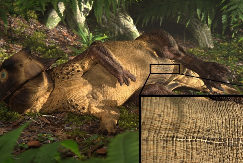 دانشمندان برای نخستین بار «ناف» یک دایناسور را کشف کردند!