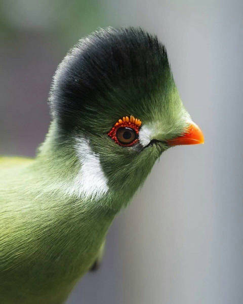توراکو پرنده‌ای معروف به مرغ بهشتی