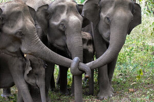 تصویری از عزاداری فیل‌ها برای همنوعان خود