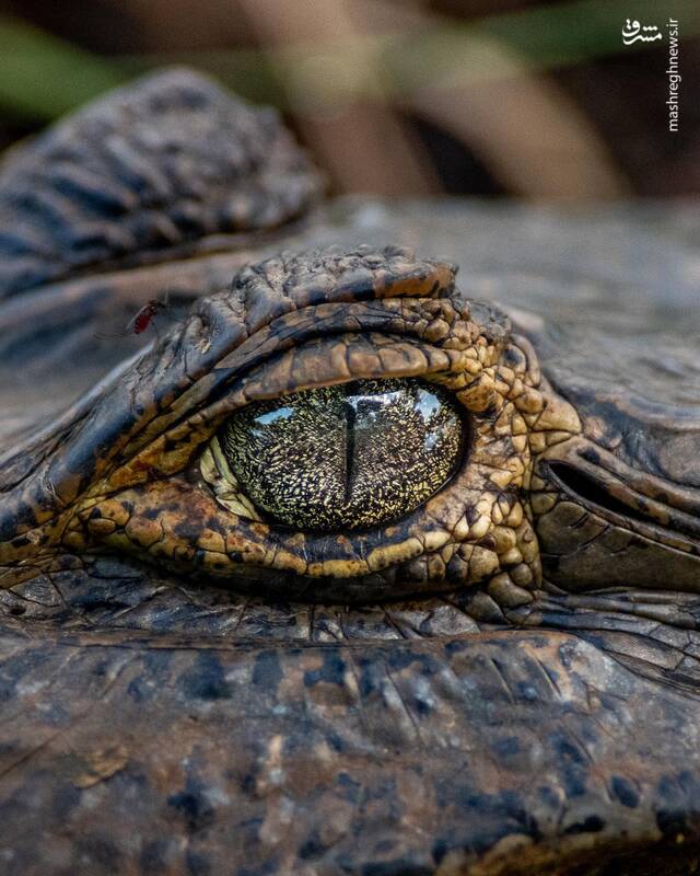چشم تمساح را ببینید