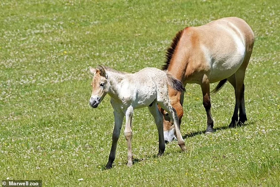 تولد یک کره اسب نادر در خطر انقراض