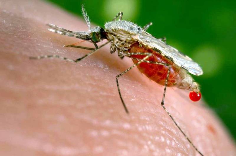 چرا پشه‌ها افراد آلوده به برخی ویروس‌ها را بیشتر نیش می‌زنند؟