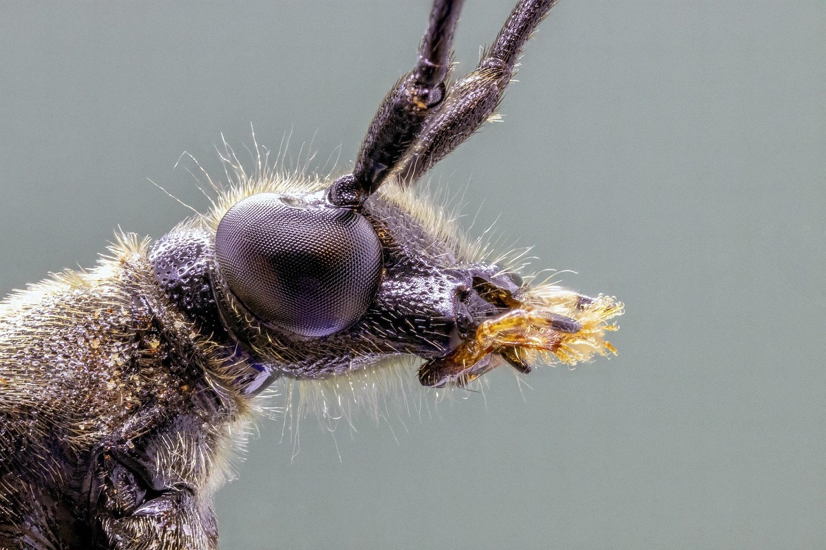 حشرات هم مثل ما «درد» را احساس می‌کنند؟
