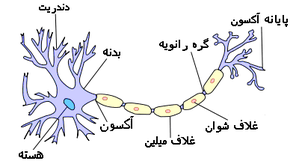 نورون چیست؛ معرفی انواع، وظایف و هر آنچه باید بدانید