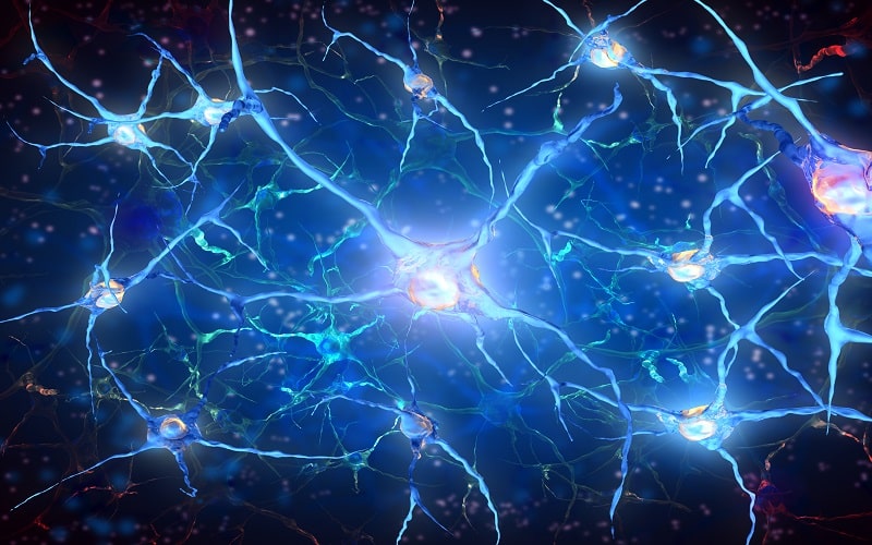 نورون چیست؛ معرفی انواع، وظایف و هر آنچه باید بدانید
