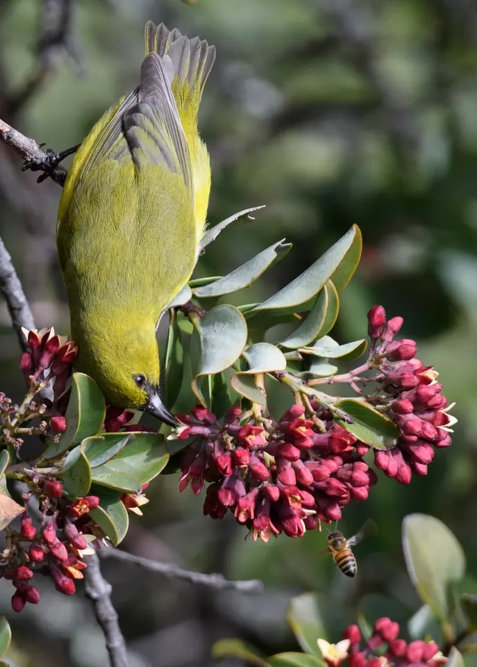 برندگان مسابقه عکاسی 2022 Audubon اعلام شدند