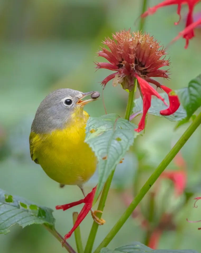 برندگان مسابقه عکاسی 2022 Audubon اعلام شدند