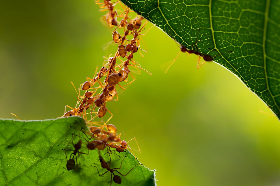 کلونی مورچه‌ها در تصمیم گیری مانند شبکه مغز انسان عمل می‌کنند