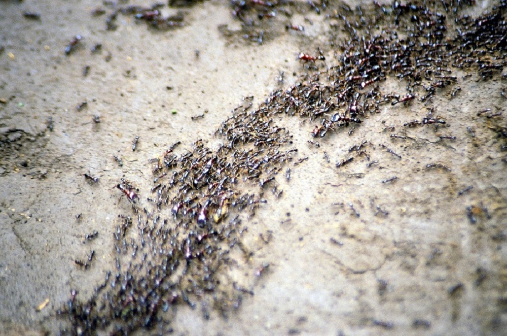 کلونی مورچه‌ها در تصمیم گیری مانند شبکه مغز انسان عمل می‌کنند