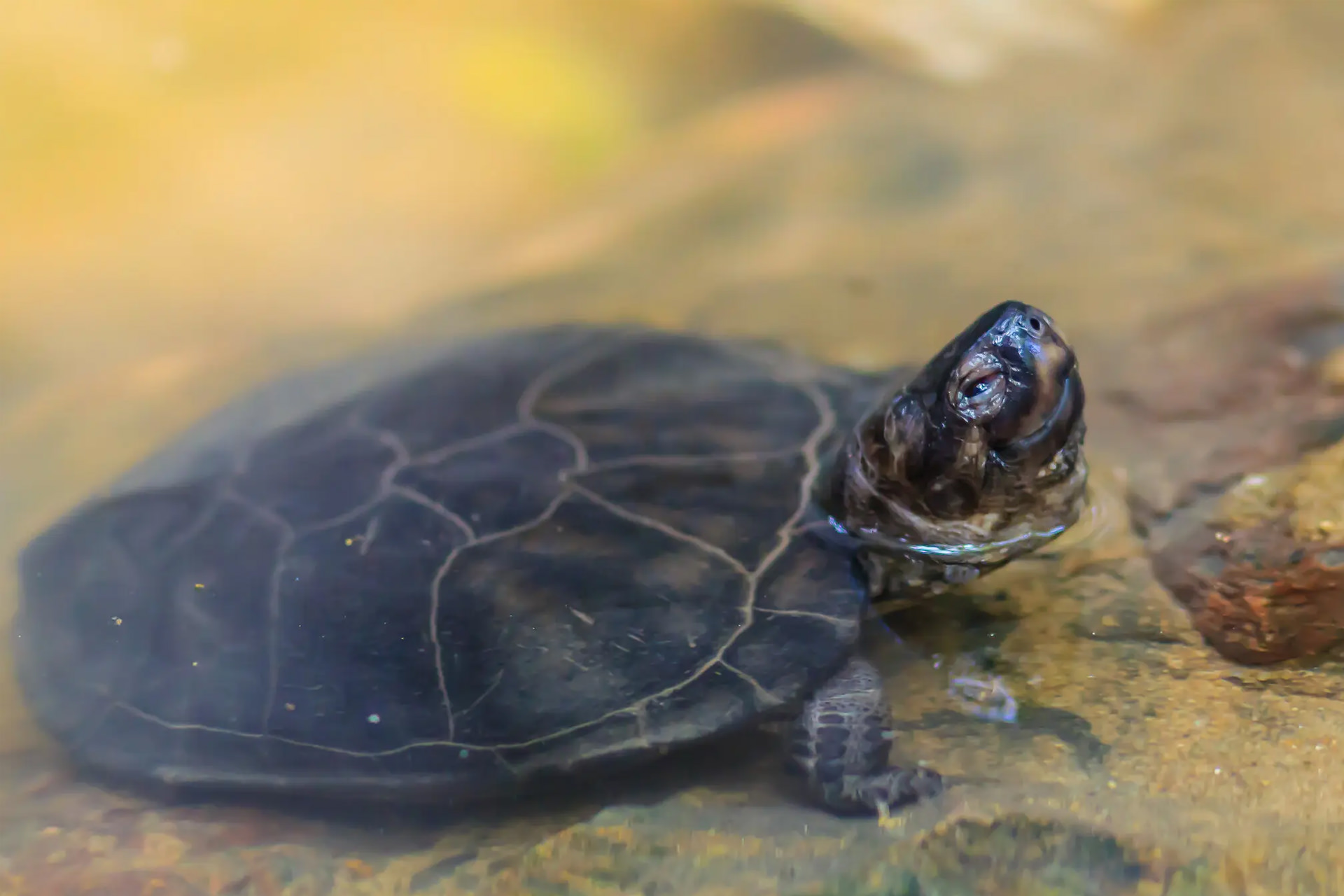 لاک‌پشت‌ها ممکن است کلید دستیابی به راهکار ضدپیری در انسان باشند