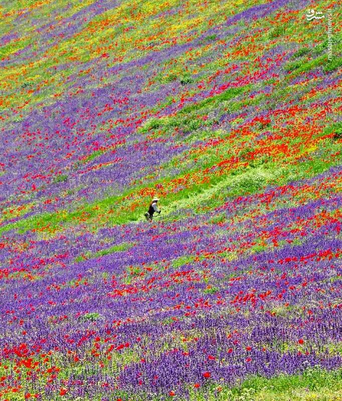 مزرعه‌ هزار رنگ در گیلان