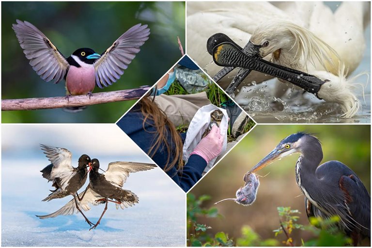 فینالیست‌های مسابقه «عکاس پرنده سال ۲۰۲۲»