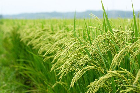 ویدیویی جالب و دیدنی از برنج‌کاری پیشرفته