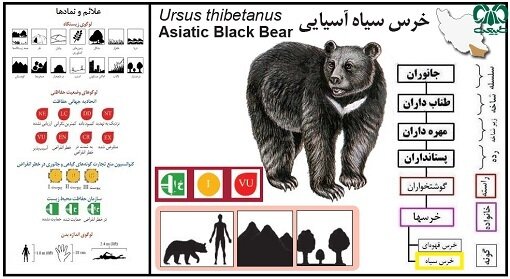 به صدا درآمدن زنگ خطر انقراض برای خرس ایرانی