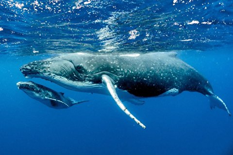 صدای مسحور کننده نهنگ و آرامش اقیانوس