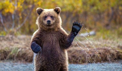 بی‌تابی تلخ خرس اسیر در باغ وحش تهران از شدت گرما