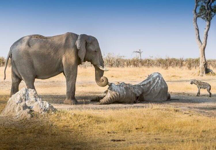 مراقبت فیل از جسد همنوعش در مقابل کرکس ها