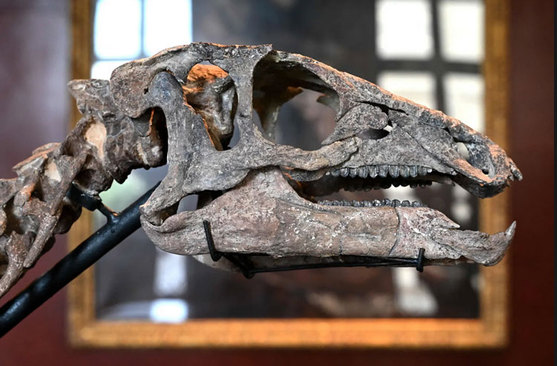 حراج یک فسیل 150 میلیون ساله دایناسور در پاریس