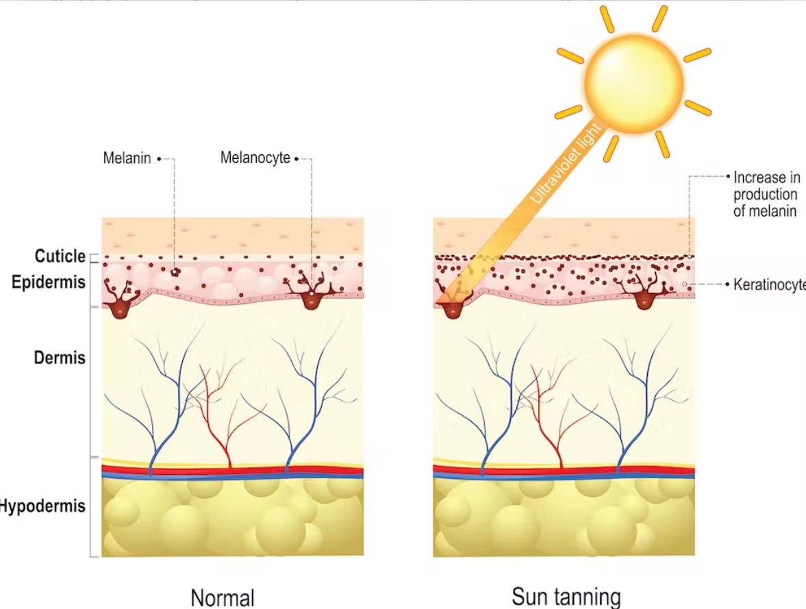 چرا مقاومت پوست ما در برابر خورشید از اجداد باستانی‌مان کمتر است؟