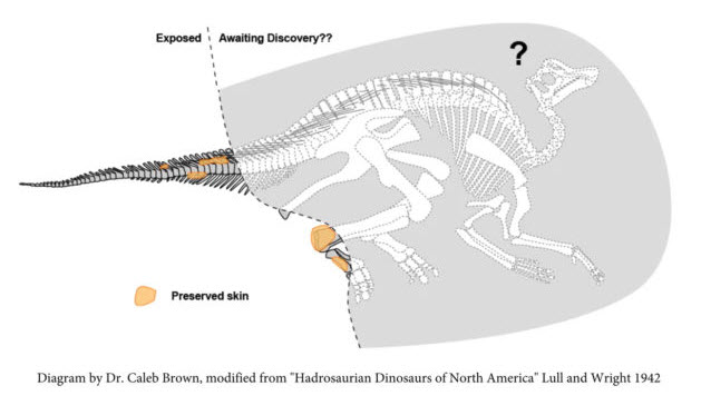 محققان مومیایی دایناسور هادروسور نادری پیدا کرده‌اند که حتی قسمت‌هایی از پوست آن هم فسیل شده است