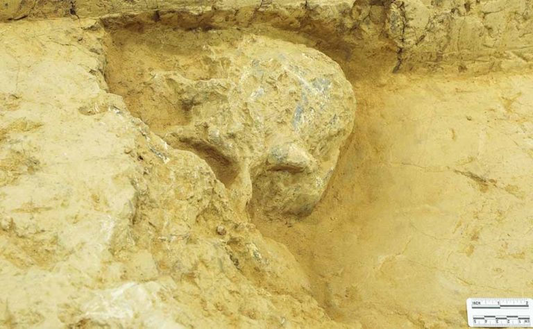 اتفاقی نادر در حوزه باستان شناسی؛ کشف جمجمه انسان یک میلیون ساله در چین