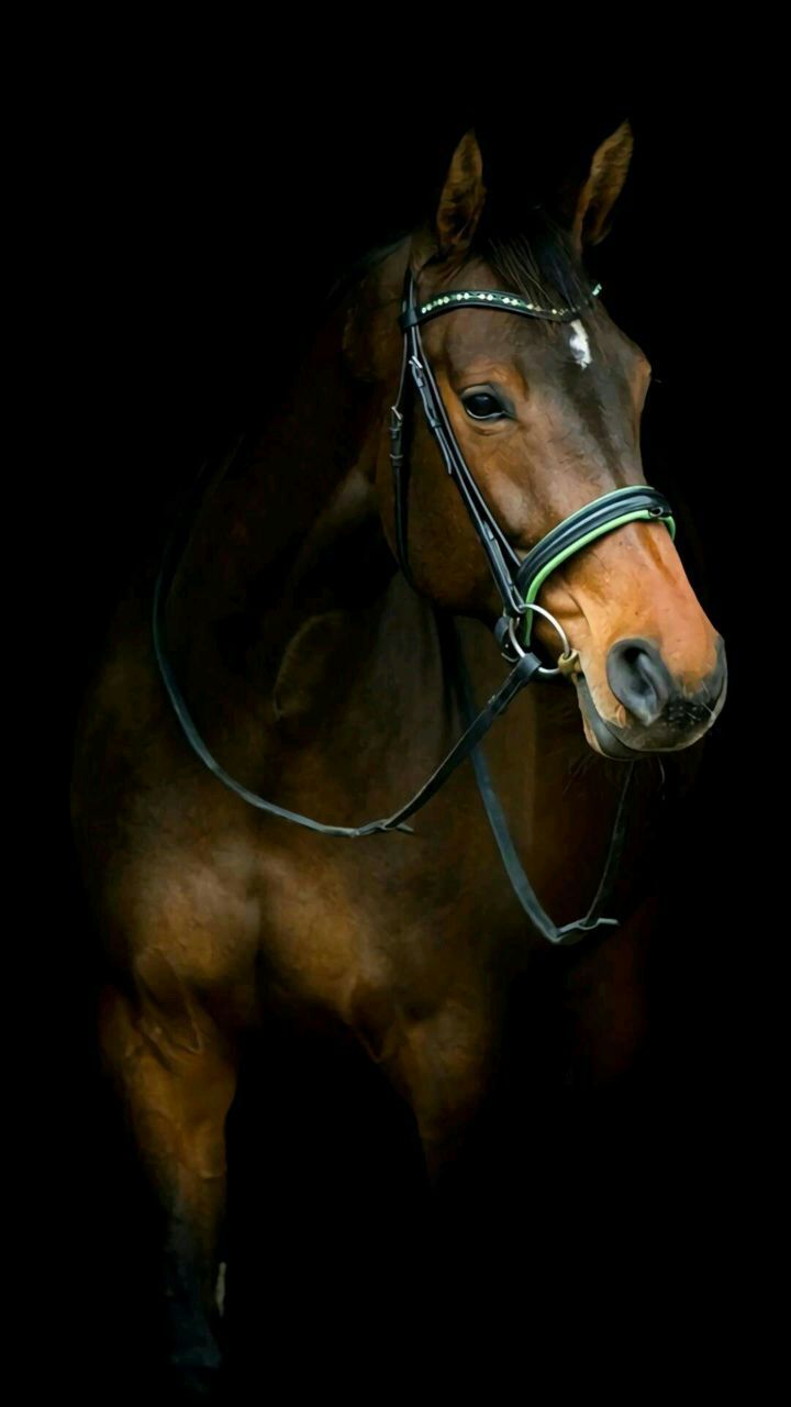 تصویری جذاب از اسب اصیل ایرانی