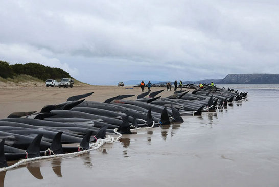از نهنگ های تلف شده تا توفان فیونا