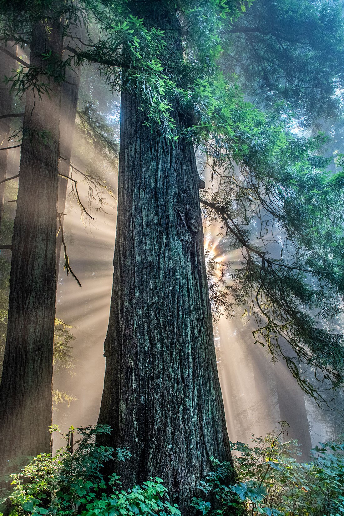 عکس‌های برگزیدۀ رقابت عکاسی از جنگل‌های آمریکا؛ سال ۲۰۲۲