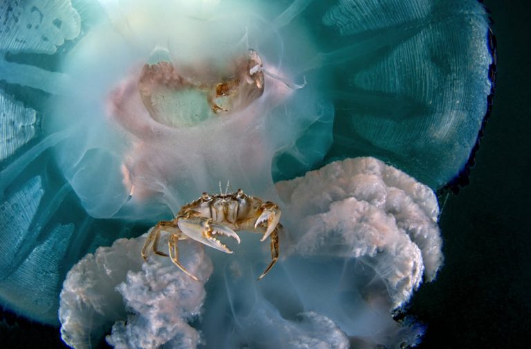 خرچنگ سوار بر عروس دریایی