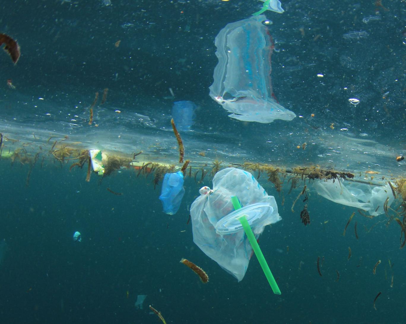 پاکسازی دریاهای جهان با باکتری‌های پلاستیک‌خوار