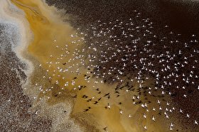 «مرگ تلخ پرندگان» در تالاب میانکاله، برنده عکس محیط زیستی