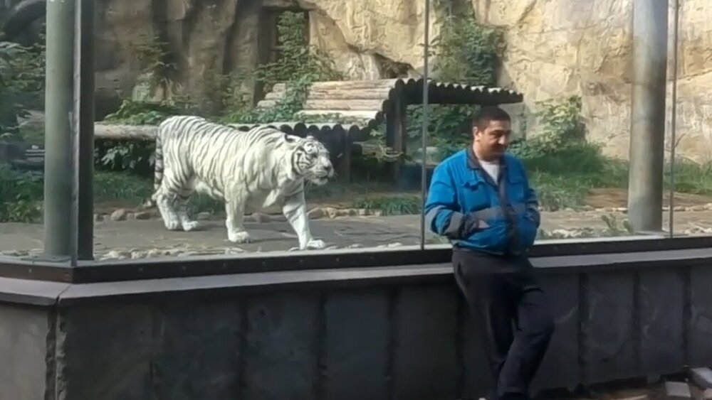 واکنش ببری که بعد از ۵سال نگهبان باغ‌وحش را دید