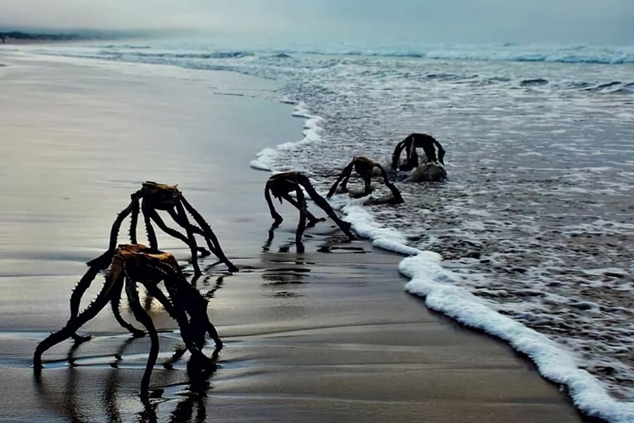 عکس‌های عجیبی از ساحل که مردم را وحشت‌زده کرد!