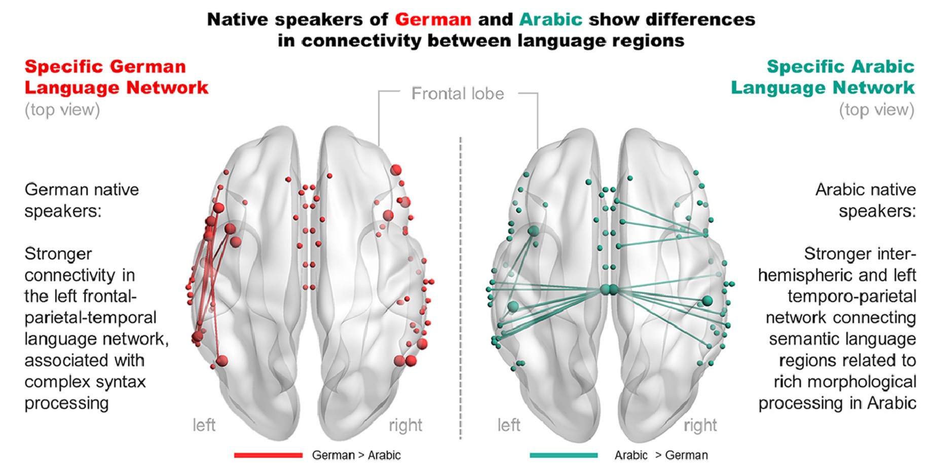 چگونه زبان مادری ما، سیم‌کشی مغز ما را تغییر می‌دهد!
